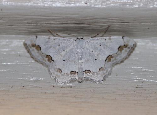 Réf. 192 551 : Scopula ornata